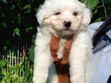 Maltese Terrier Beyaz Safkan