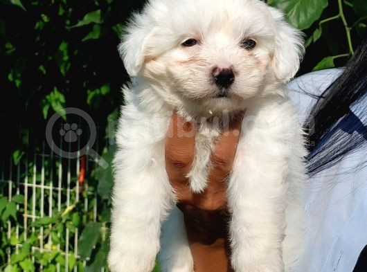 Maltese Terrier Beyaz Safkan görsel