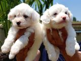 Maltese Terrier Beyaz Safkan