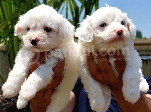 Maltese Terrier Beyaz Safkan görsel