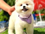 Safkan Pomeranian Boo Yavrularımız
