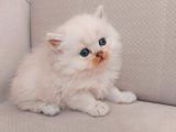 Muhteşem British Longhair Yavru Safkan