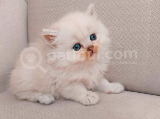 Muhteşem British Longhair Yavru Safkan görsel