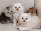 muhteşem british longhair yavru safkan