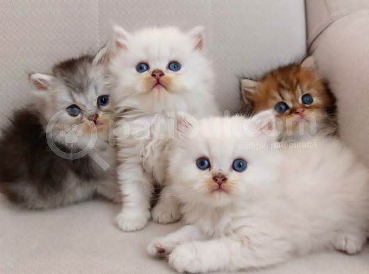 Muhteşem British Longhair Yavru Safkan
