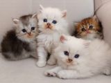 Muhteşem British Longhair Yavru Safkan