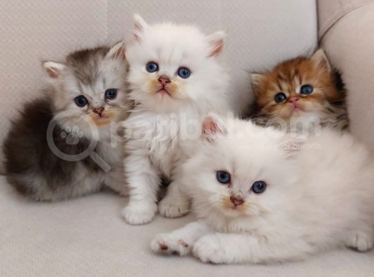 Muhteşem British Longhair Yavru Safkan görsel