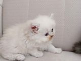 Muhteşem British Longhair Yavru Safkan