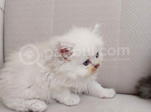 Muhteşem British Longhair Yavru Safkan görsel