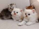 Muhteşem British Longhair Yavru Safkan