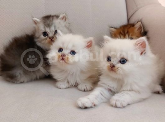 Muhteşem British Longhair Yavru Safkan görsel
