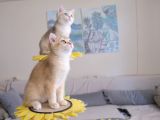 Muhteşem British Shorthair Yavru Safkan