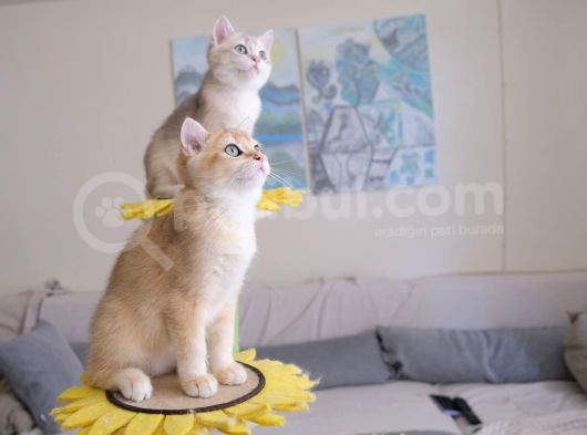 Muhteşem British Shorthair Yavru Safkan görsel