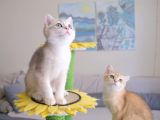 Muhteşem British Shorthair Yavru Safkan