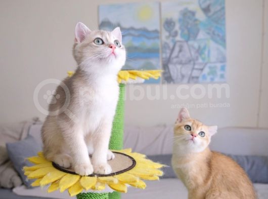 Muhteşem British Shorthair Yavru Safkan görsel