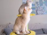 Muhteşem British Shorthair Yavru Safkan