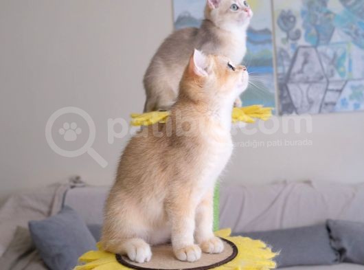 Muhteşem British Shorthair Yavru Safkan görsel