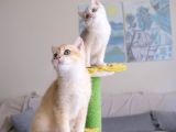 Muhteşem British shorthair Yavru Safkan