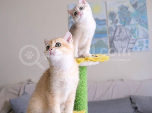 Muhteşem British Shorthair Yavru Safkan