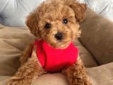 Kali̇teni̇n Tek Adresi̇nden Malti̇poo Yavrulari