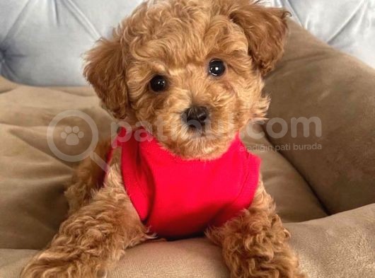 Kali̇teni̇n Tek Adresi̇nden Malti̇poo Yavrulari görsel