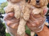 Maltipoo yavru