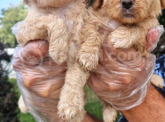Maltipoo Yavru