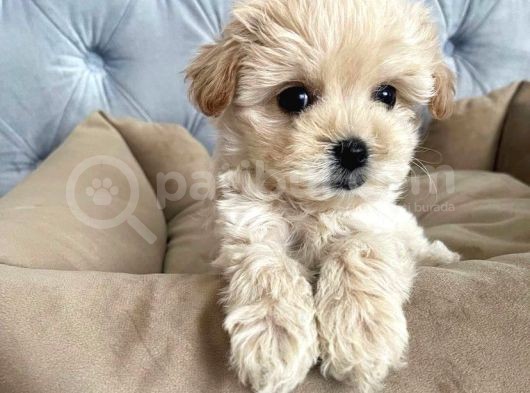 Apri̇cot A Kali̇te Malti̇poo Yavrulari