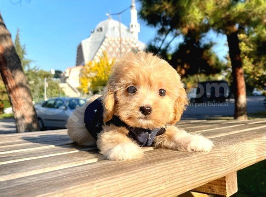 Sevi̇mli̇ Malti̇po Yavrular görsel