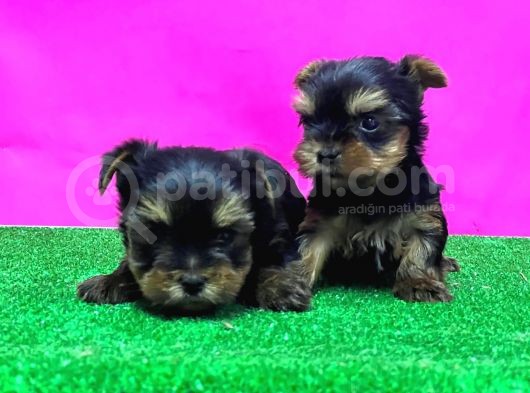 Teacup Yorkshi̇re Terri̇er Yavrular görsel
