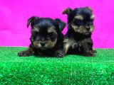 Teacup Yorkshi̇re Terri̇er Yavrular