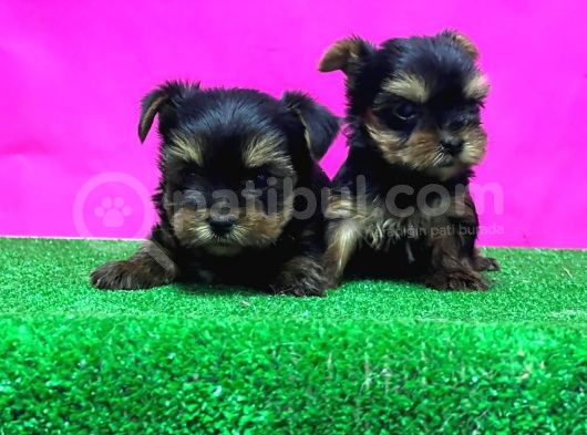 Teacup Yorkshi̇re Terri̇er Yavrular görsel