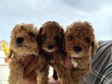 Dünyanın en akilli Irklarından olan poodle bebeklerimiz