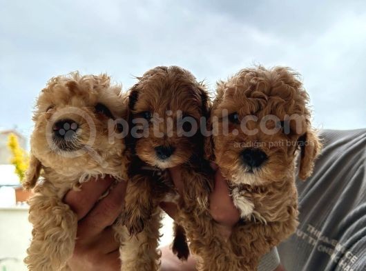 Dünyanın En Akilli Irklarından Olan Poodle Bebeklerimiz