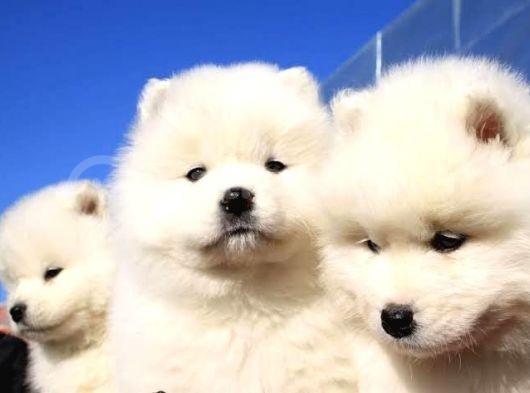 Irk Ve Sağlık Garantili Kar Beyazı Samoyed Yavrularım görsel