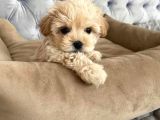 Apri̇cot A Kali̇te Malti̇poo Yavrulari