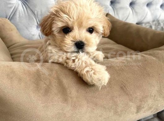 Apri̇cot A Kali̇te Malti̇poo Yavrulari görsel