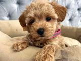 Red Rengi̇nde  A Kali̇te Malti̇poo Yavrulari