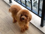 9 Aykık Erkek Orjinal Garantili Toy Poodle