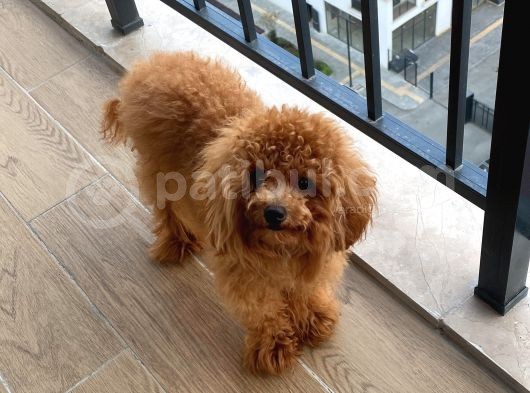 9 Aykık Erkek Orjinal Garantili Toy Poodle görsel