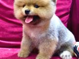 2 Aylı Pomeranian Yavrular