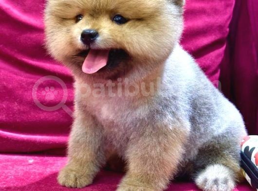 2 Aylı Pomeranian Yavrular görsel