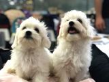 MALTIPOO YAVRULARI VONALP PET TORIUM SUBE GARANTISIYLE