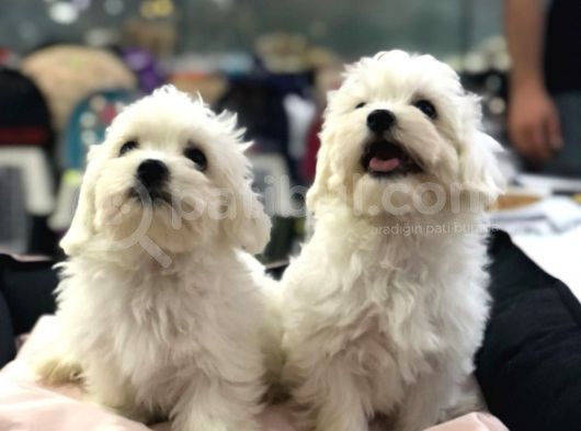 Maltipoo Yavrulari Vonalp Pet Torium Sube Garantisiyle