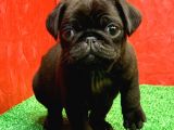 Gözlerinizi Kamaştıracak Siyah Erkek Pug Yavru