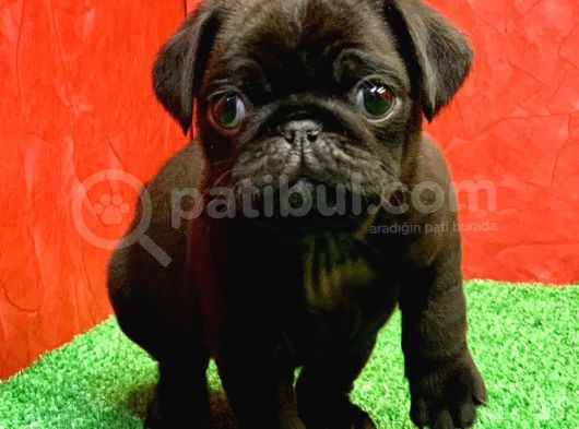Gözlerinizi Kamaştıracak Siyah Erkek Pug Yavru