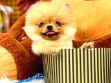 2 Aylık Mikro Teacup Pomeranian Bebek