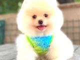 Teddy Face Ayi Surat Erkek Pomerani̇an
