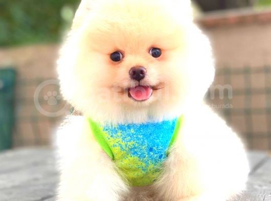 Teddy Face Ayi Surat Erkek Pomerani̇an görsel