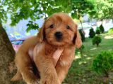 MALTİPO CİNSİ 